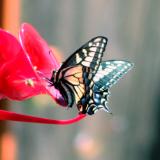 Butterfly feeding at the humminbird feeder
