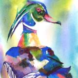 Wood duck