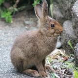 Baby Bunny