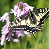 Swallowtail