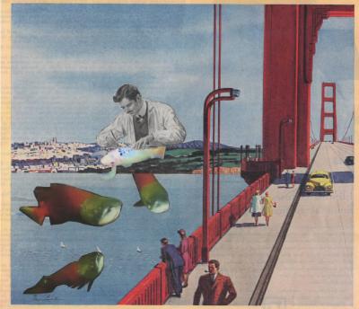 Salmon attack Golden Gate