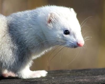 Pet Ferret at Lake Washington