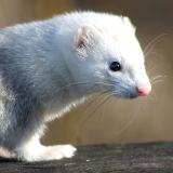 Pet Ferret at Lake Washington