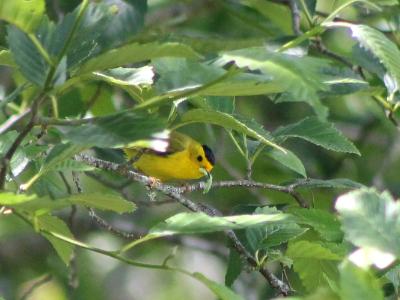 Wilson's Warbler