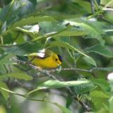 Wilson's Warbler
