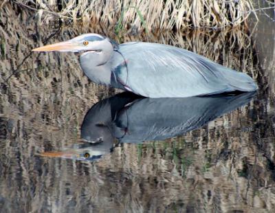 Heron reflected in the reeds