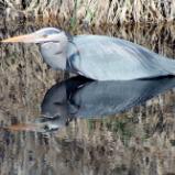 Heron reflected in the reeds