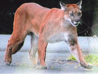 Cougar