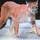 Cougar
