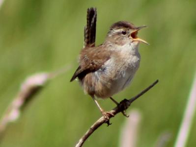 Marsh Wren at Grays Harbor walk