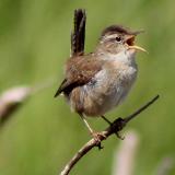 Marsh Wren at Grays Harbor walk