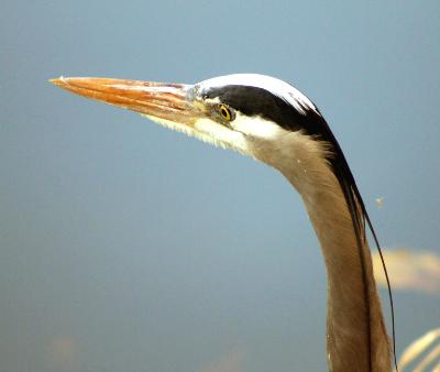 Heron closeup Lake Washington