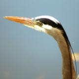 Heron closeup Lake Washington