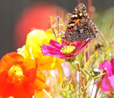 pretty butterfly on our wild flowers (Cosmos pictured) back deck garden