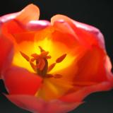 Tulip in the sunlight