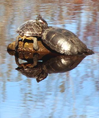 Stack of 2 turtles Lake Washington