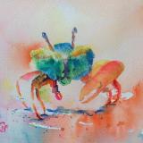 Little fiddler crab