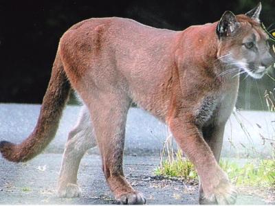 Cougar on our driveway