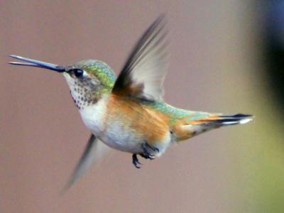 Hummer in flight