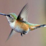 Hummer in flight